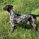 German Shorthaired Pointer