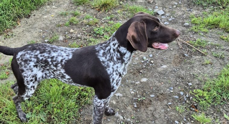 German Shorthaired Pointer