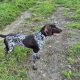 German Shorthaired Pointer