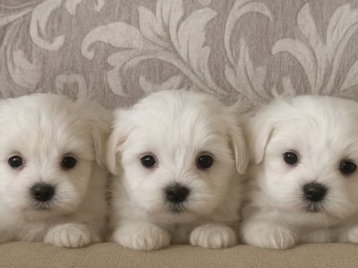 Pedigree Maltese Puppies for Sale