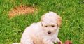 3 Miniature Poodle