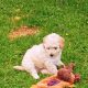 3 Miniature Poodle
