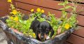 I.k.c micro registered miniature female dachsunds