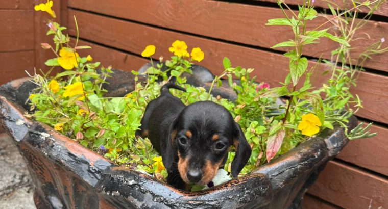 I.k.c micro registered miniature female dachsunds