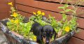 I.k.c micro registered miniature female dachsunds