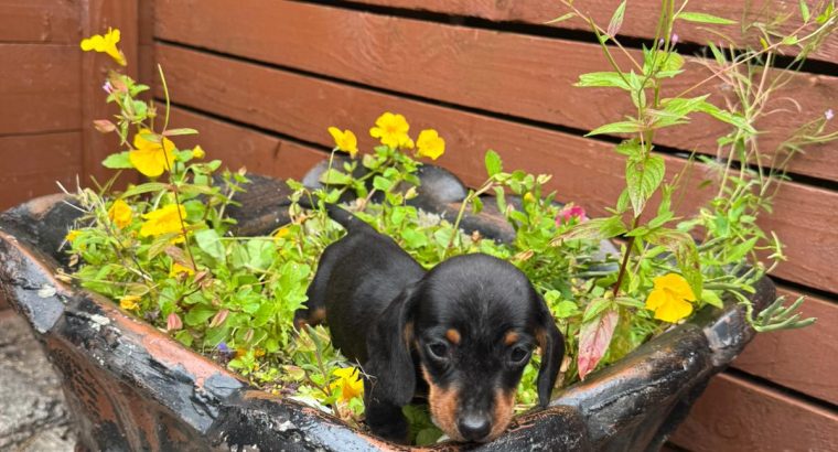 I.k.c micro registered miniature female dachsunds