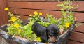 I.k.c micro registered miniature female dachsunds