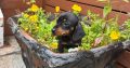 I.k.c micro registered miniature female dachsunds