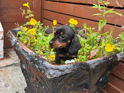 Miniature Dachshunds for Sale in Galway