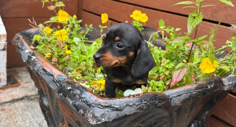 I.k.c micro registered miniature female dachsunds