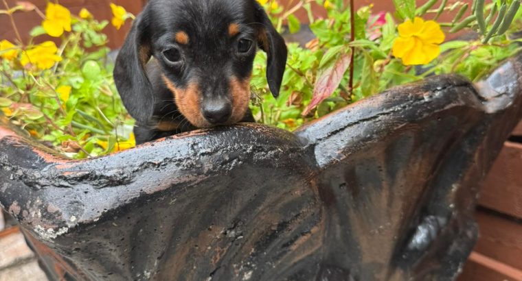 I.k.c micro registered miniature female dachsunds