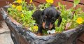 I.k.c micro registered miniature female dachsunds