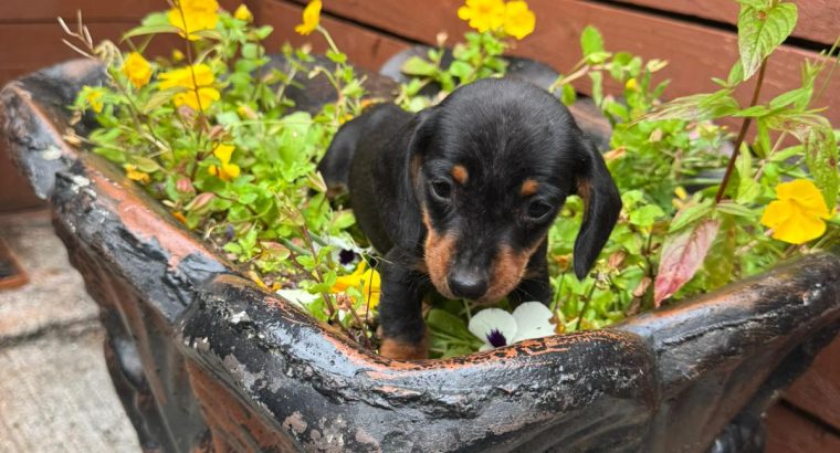 I.k.c micro registered miniature female dachsunds