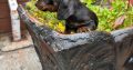 I.k.c micro registered miniature female dachsunds