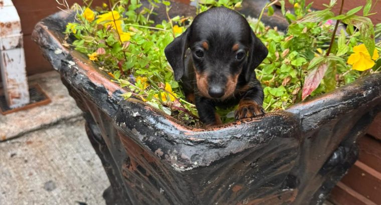 I.k.c micro registered miniature female dachsunds