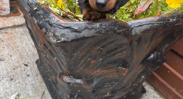 I.k.c micro registered miniature female dachsunds