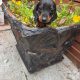I.k.c micro registered miniature female dachsunds