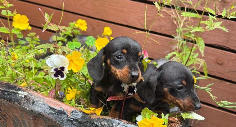 I.k.c micro registered miniature female dachsunds