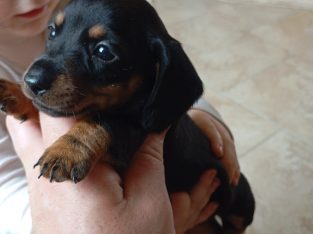 Miniature dachshunds