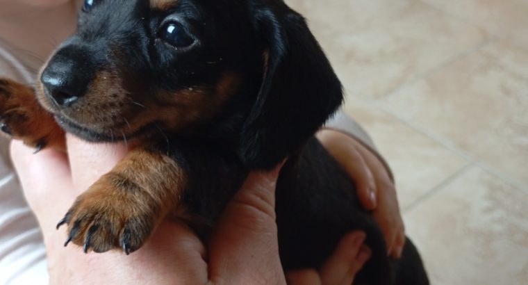 Miniature dachshunds