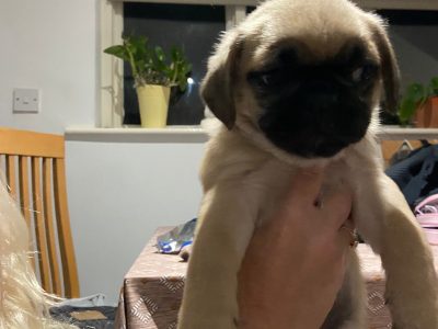 Pug-Tuz