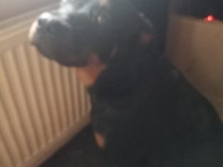 ROTTWEILER FEMALE 10MTHS OLD