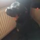 ROTTWEILER FEMALE 10MTHS OLD