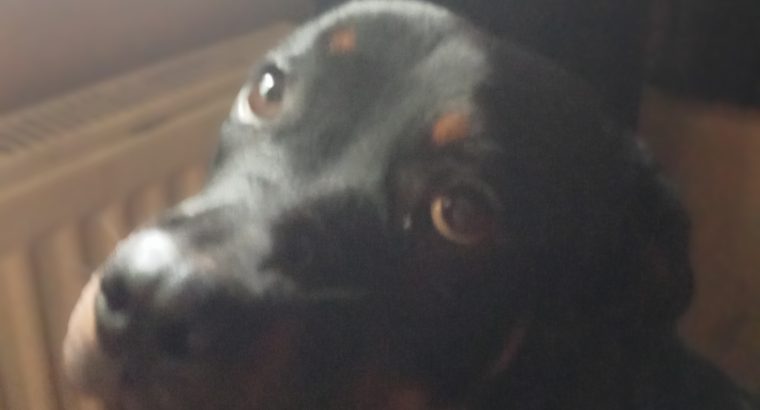 ROTTWEILER FEMALE 10MTHS OLD