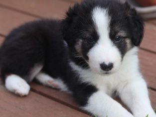 Border collie puppies