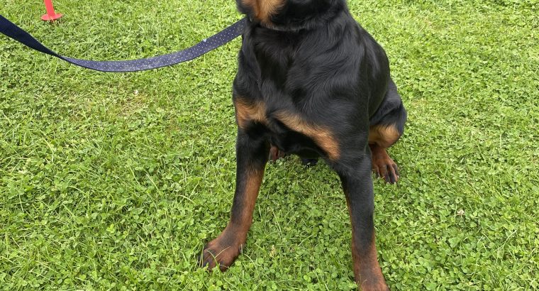 Rottweiler