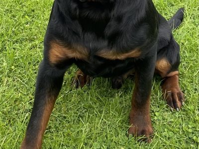 Rottweiler