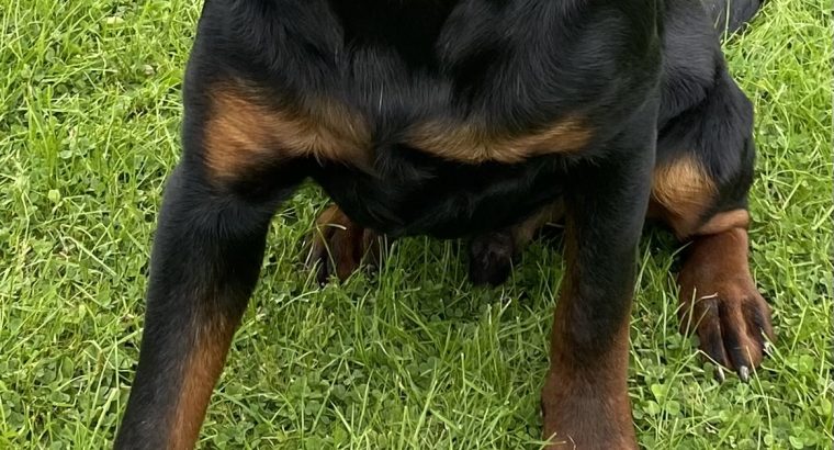 Rottweiler