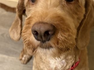 Loving cockapoo for rehoming