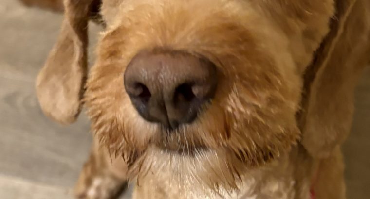 Loving cockapoo for rehoming