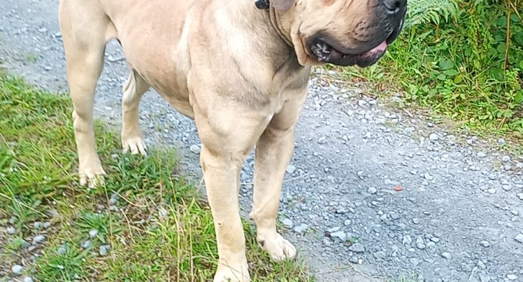 Boerboel for sale