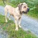 Boerboel for sale