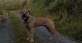 Boerboel for sale