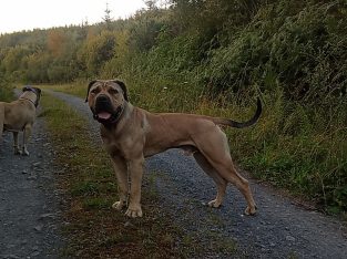 Boerboel for sale