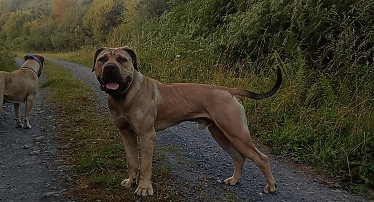 Boerboel for sale