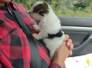 8 week Maltese vs Yorki puppy