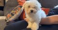Bichon Frise female pup