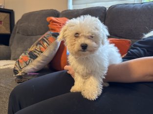Bichon Frise female pup