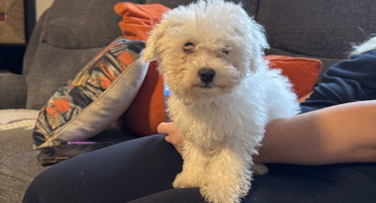 Bichon Frise female pup