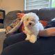 Bichon Frise female pup