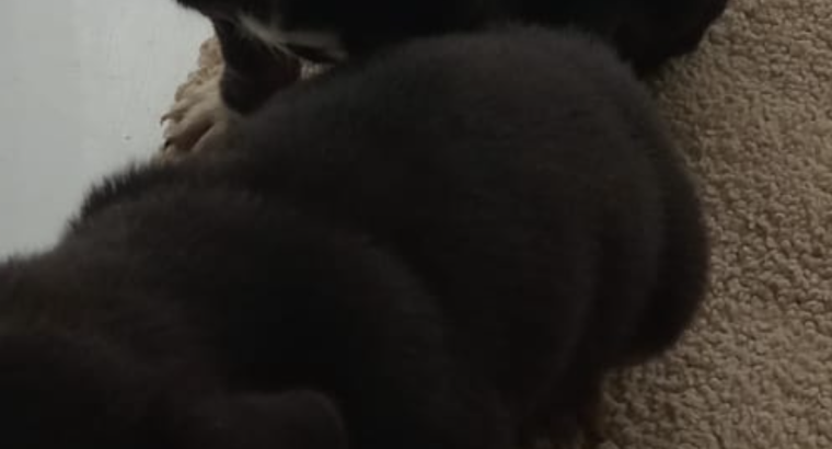 Dachshund Puppies for Sale