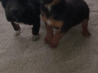Dachshund Puppies for Sale