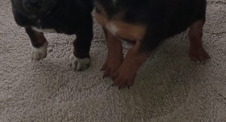 Dachshund Puppies for Sale