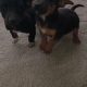 Dachshund Puppies for Sale