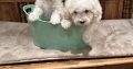 Bichon Frise puppies