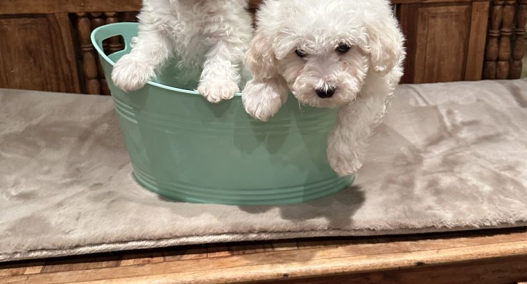 Bichon Frise puppies